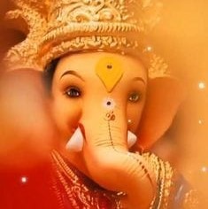 Premium Indian Cotton Sarees