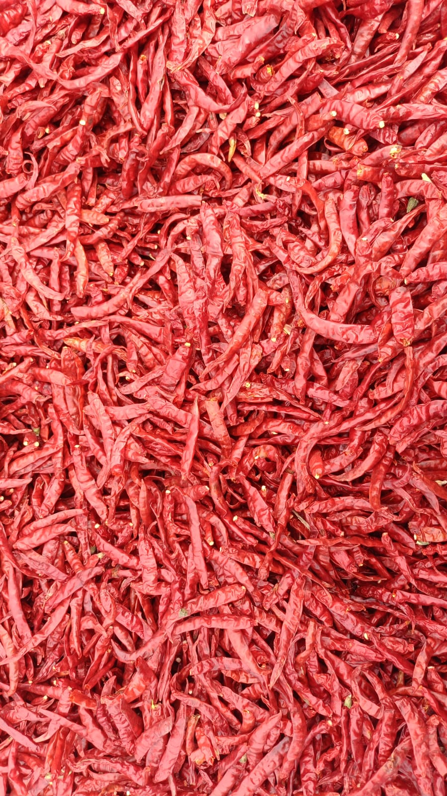Dry Red Chilli